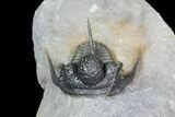 Bumpy Cyphaspis Trilobite - Ofaten, Morocco #92920-5